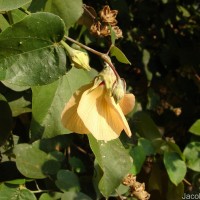 Hibiscus tiliaceus L.